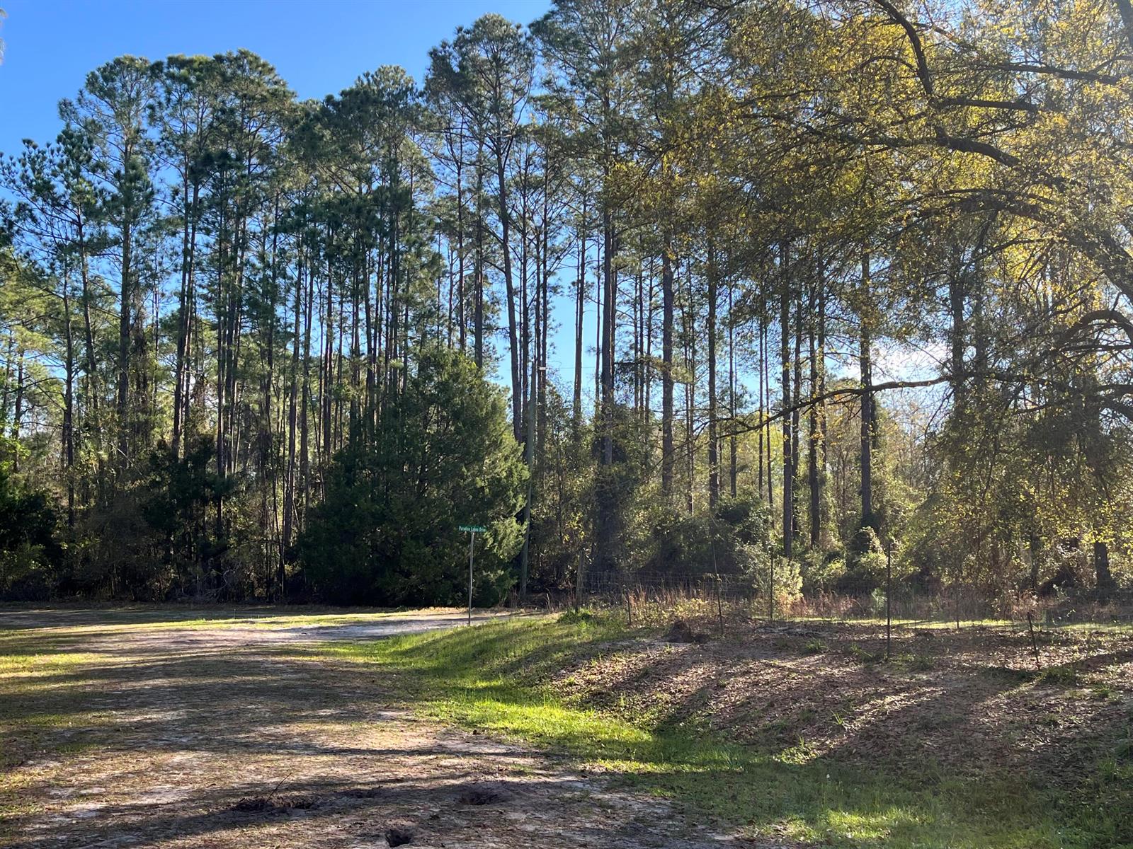 A dirt road leads toward a dense forest of tall pine trees under a clear sky — 104 SE 5th Street, FL 32139, FL
