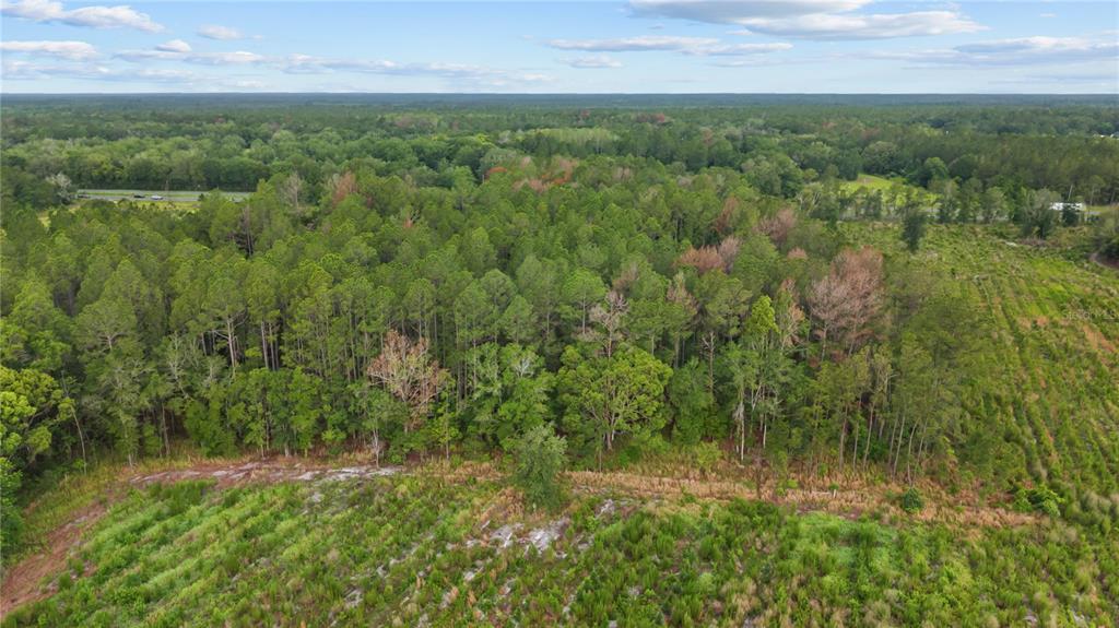 An aerial view shows a dense forest bordered by a cleared, grassy field — NE US HIGHWAY 301, HAWTHORNE, FL