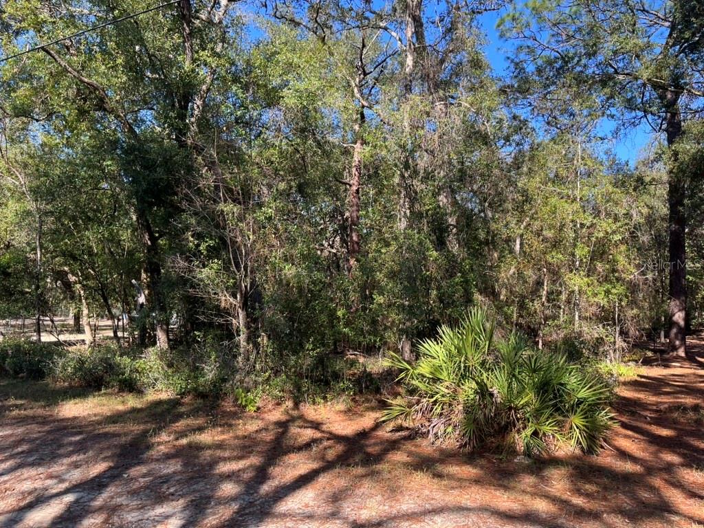 A wooded lot features a dense collection of trees and a large palmetto bush — NORTH ROAD, ALTOONA, FL