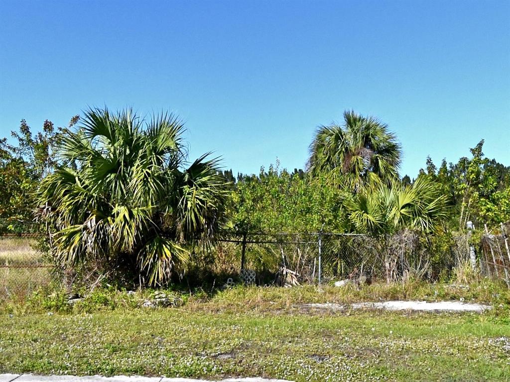A chain-link fence separates a grassy area from dense palm trees and overgrown vegetation — 3214 AVENUE D, FORT PIERCE, FL