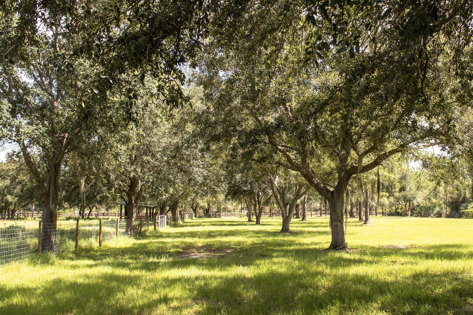 A grassy pasture features mature oak trees and a wire fence along the left side — 24770 SW 95th Street, FL 34956, FL