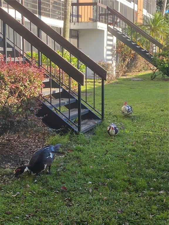 Three Muscovy ducks forage on the lawn near the metal stairs of an apartment building — 4400 CASTLEPALM ROAD, ORLANDO, FL