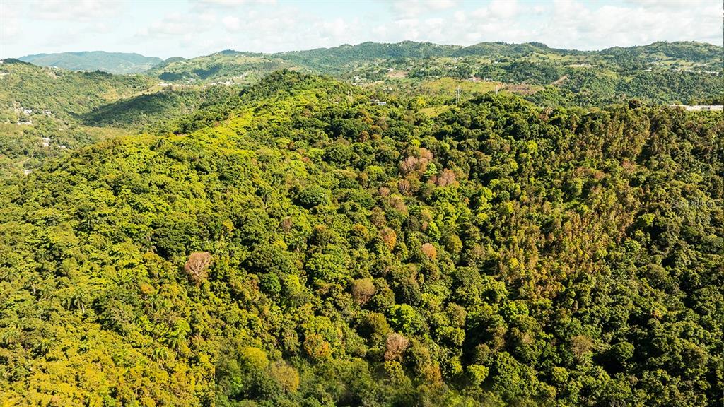 An aerial view shows a dense, hilly forest landscape under a blue sky with clouds — Carr 853 BO. CACAO LOTE 15, CAROLINA, PR