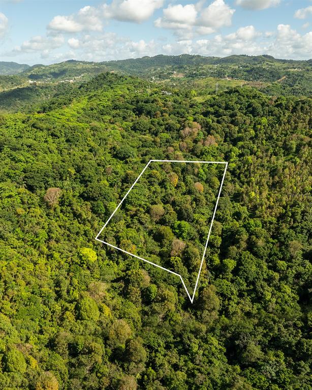 An aerial view shows a plot of land outlined in white amidst a dense forest — Carr 853 BO. CACAO LOTE 15, CAROLINA, PR
