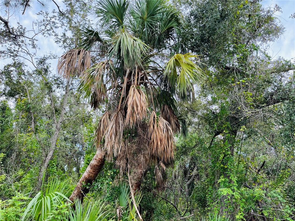 A tall palm tree with brown, drooping fronds stands among dense green forest foliage — 26145 FLOWER ROAD, PUNTA GORDA, FL
