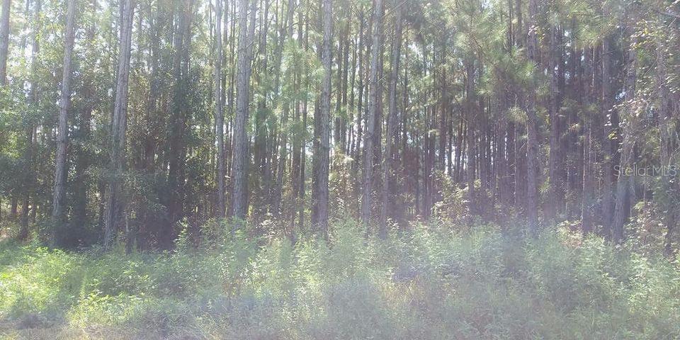 A dense forest of tall pine trees with low-lying green vegetation in the foreground — MT TABOR ROAD, LAKELAND, FL