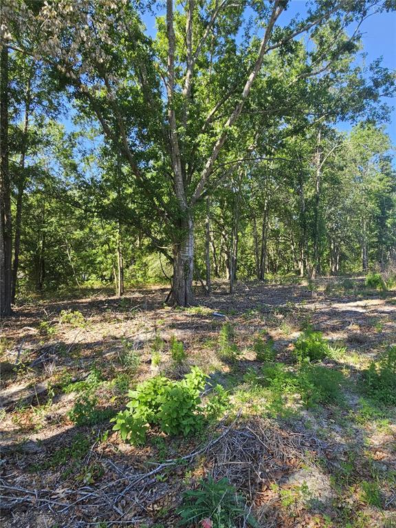 A large, mature tree stands in a wooded lot with scattered brush and green vegetation — 000 SW MIXSON ROAD, LAKE CITY, FL