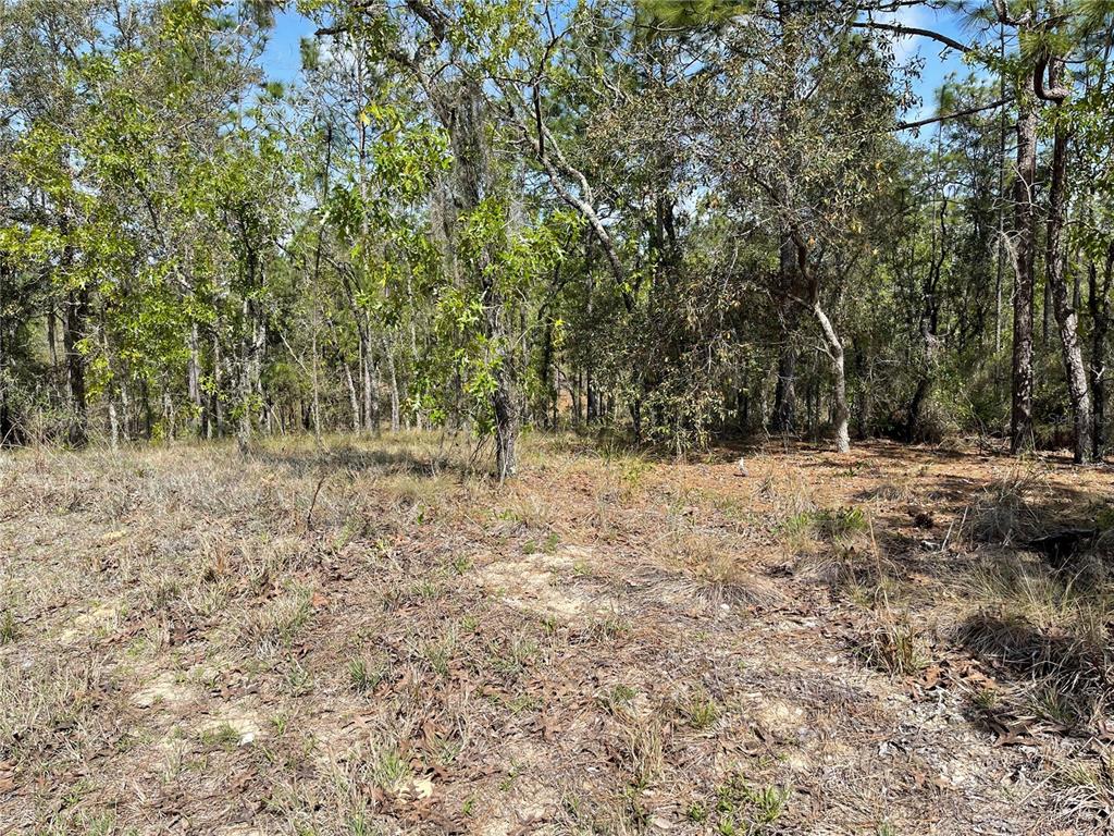 Lot 6 SE 2 STREET, WILLISTON, FL — photo 2 of 5