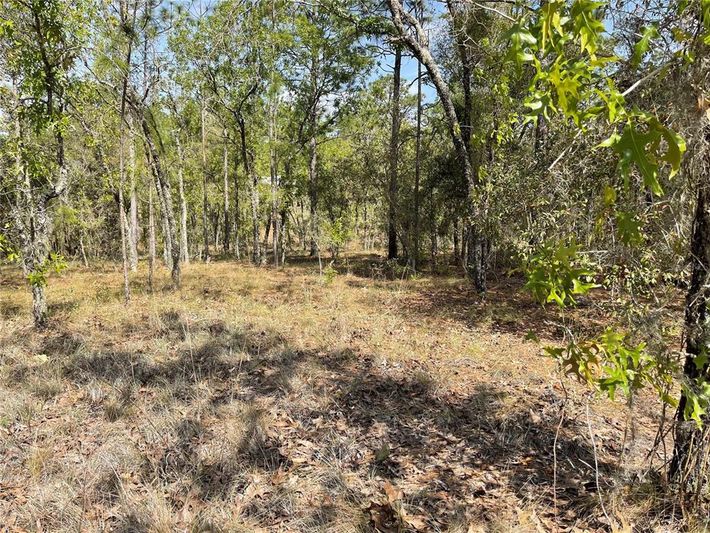 Lot 6 SE 2 STREET, WILLISTON, FL — photo 3 of 5