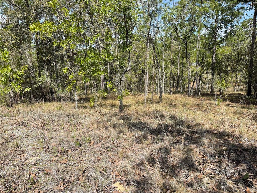 Lot 6 SE 2 STREET, WILLISTON, FL — photo 4 of 5