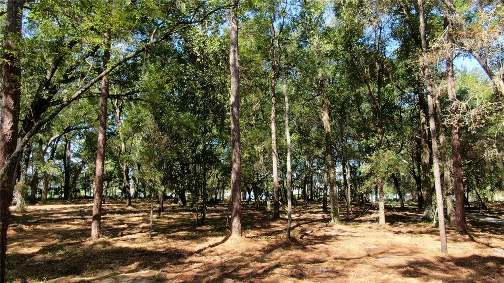A wooded lot with tall pine and oak trees over a bed of pine needles — LAKE MARKHAM ROAD, SANFORD, FL