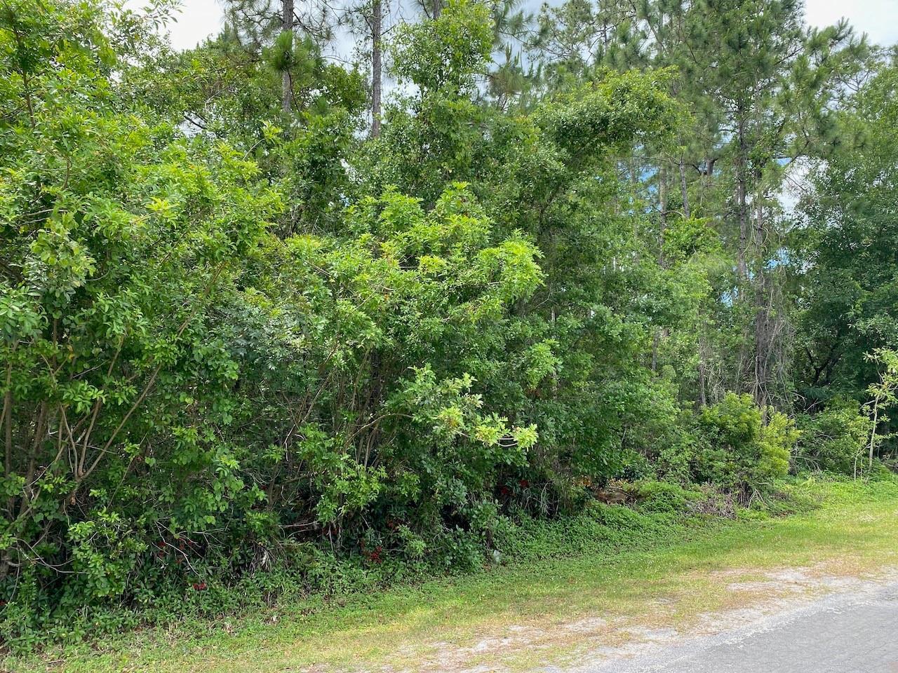 A dense, wooded lot with tall pine trees and thick underbrush borders a paved road — 2351 Allamanda Drive, FL 33855, FL