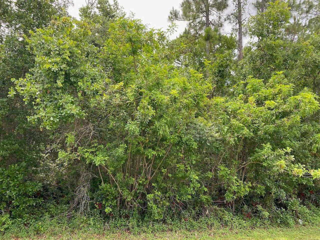 A dense cluster of green trees and shrubs grows along the edge of a grassy lawn — 2351 Allamanda Drive, FL 33855, FL