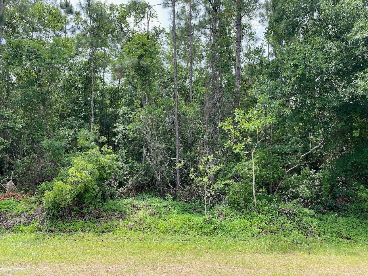 A dense, wooded area with tall pine trees and thick undergrowth borders a grassy lawn — 2351 Allamanda Drive, FL 33855, FL