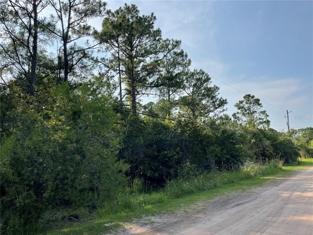 A dirt road runs alongside a wooded lot with tall pine trees and dense vegetation — 14004 BRADHAM ROAD, JACKSONVILLE, FL