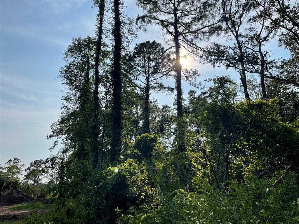 A view of tall pine trees and dense green vegetation under a bright sun — 14004 BRADHAM ROAD, JACKSONVILLE, FL