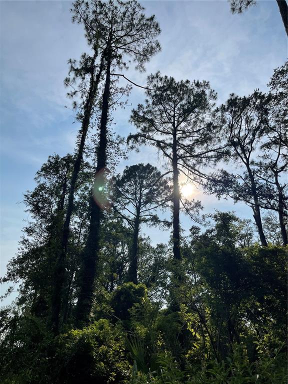 Tall pine trees reach toward a bright sun in a wooded outdoor area — 14004 BRADHAM ROAD, JACKSONVILLE, FL