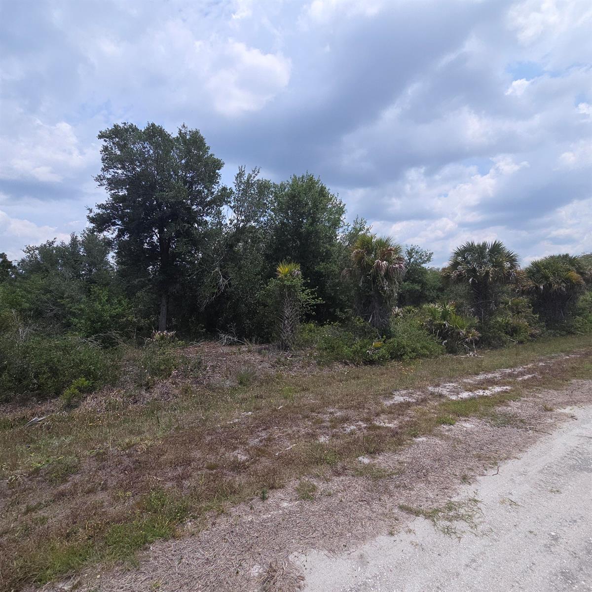 A dirt road runs alongside a wooded area with various trees and palm plants — 15777 NW 306th Street, Okeechobee FL 34972, OKEECHOBEE, FL