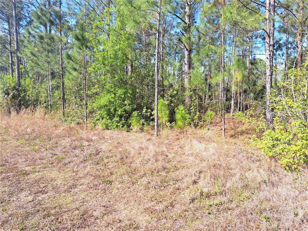 A view of a grassy, undeveloped lot with scattered pine trees and dense undergrowth — 919 EL DORADO DRIVE, INDIAN LAKE ESTATES, FL
