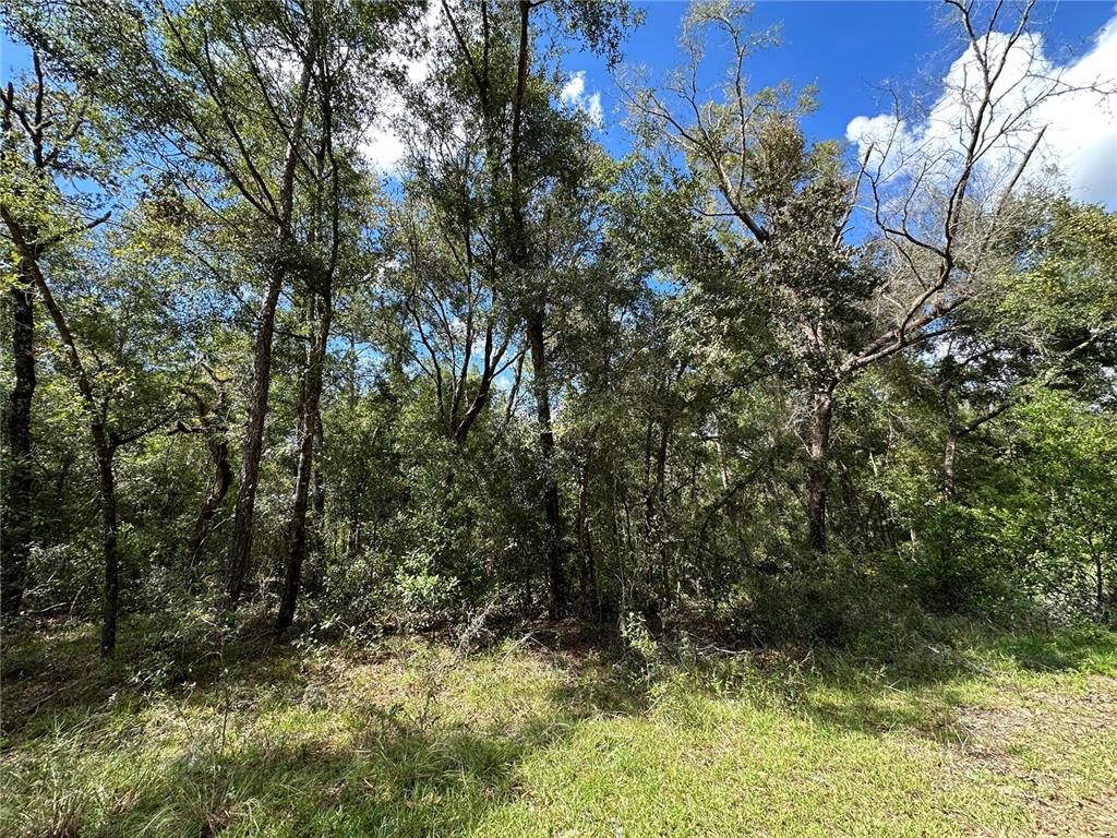 000 NE 156TH AVENUE, WILLISTON, FL — photo 2 of 8