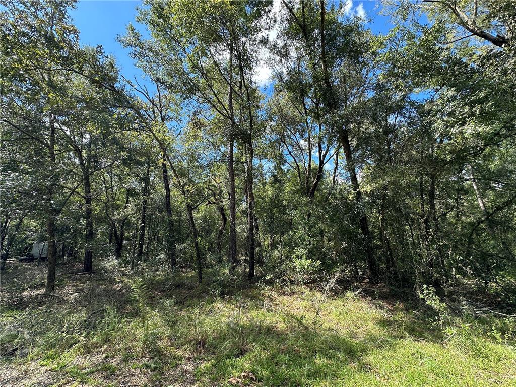 000 NE 156TH AVENUE, WILLISTON, FL — photo 3 of 8