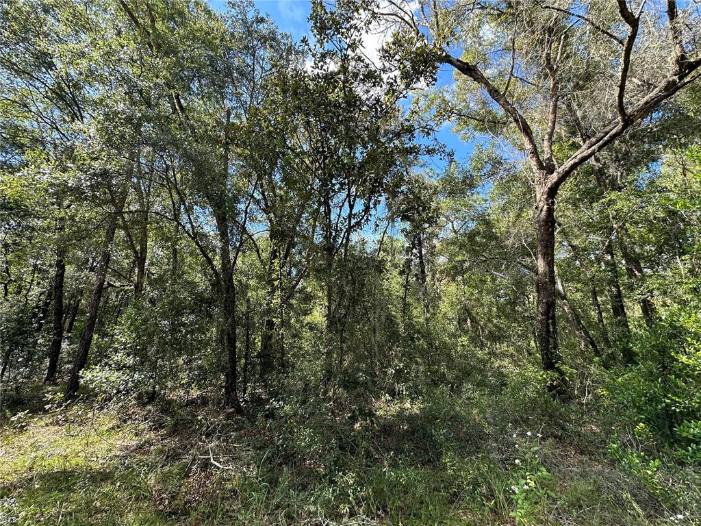 000 NE 156TH AVENUE, WILLISTON, FL — photo 4 of 8
