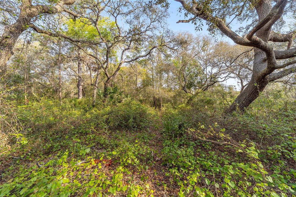 A wooded lot with dense green undergrowth and mature oak trees under a clear sky — 475 FISHER ROAD, OCKLAWAHA, FL