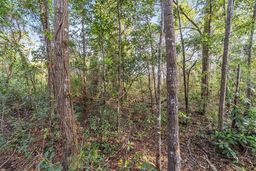 A wooded area with various trees and dense undergrowth on a sunny day — 475 FISHER ROAD, OCKLAWAHA, FL