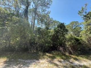 A wooded, undeveloped lot with sandy ground and dense trees under a clear blue sky — 337 PALM WAY, GEORGETOWN, FL