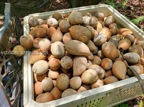 A plastic crate is filled with a large harvest of brown, round sapodilla fruits — 15300 SW 193, Kendall FL 33187, KENDALL, FL