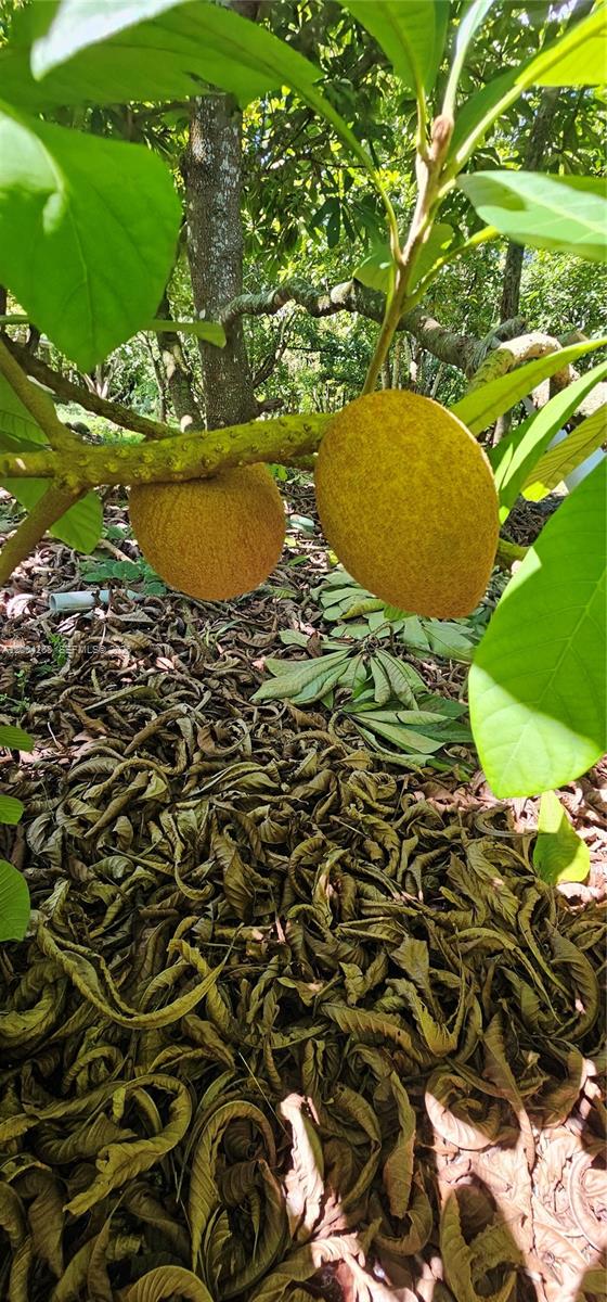 Two round, brown fruits hang from a tree branch above a bed of fallen leaves — 15300 SW 193, Kendall FL 33187, KENDALL, FL