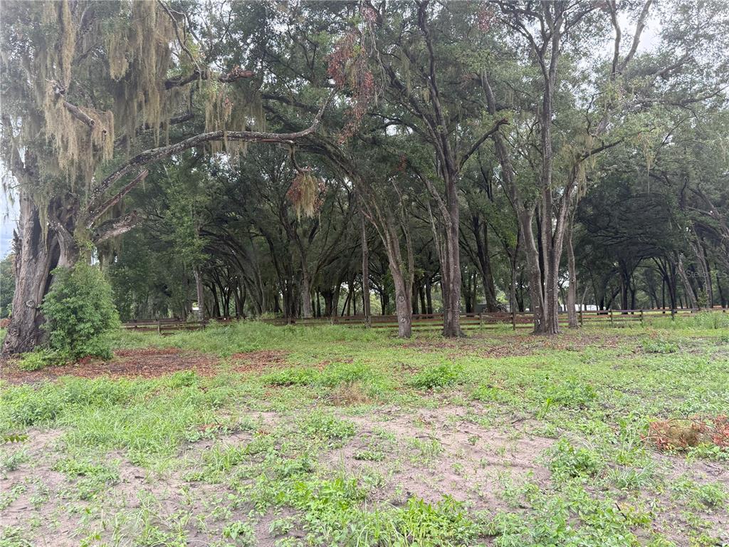 A grassy, partially cleared lot features a dense grove of mature trees with Spanish moss — 890 GRAND RONDO W, CRESCENT CITY, FL