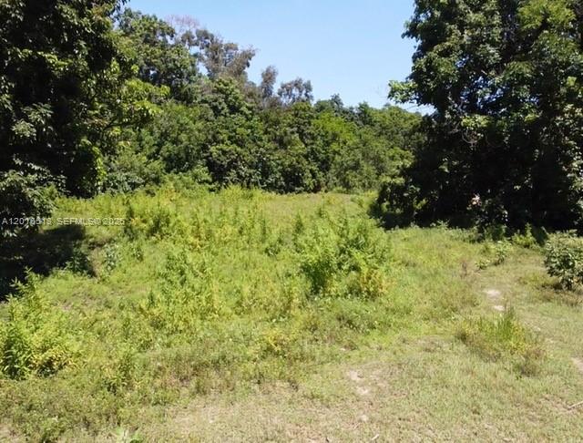 A grassy, undeveloped lot is surrounded by dense trees under a clear blue sky — NA Luray Rd, Southwest Ranches FL 33330, SOUTHWEST RANCHES, FL