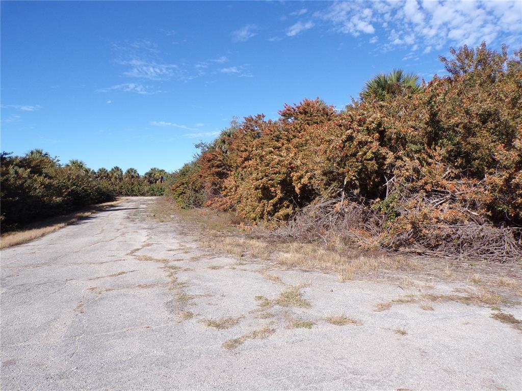 An old, cracked asphalt road runs alongside a dense thicket of trees and shrubs — CRIMSONGLORY ROAD, NORTH PORT, FL