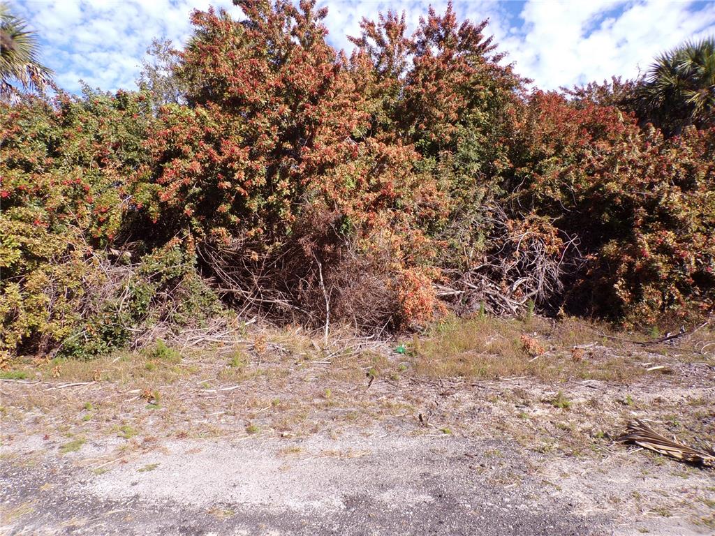 A dense thicket of trees and shrubs sits behind a patch of dry, sparse grass — CRIMSONGLORY ROAD, NORTH PORT, FL