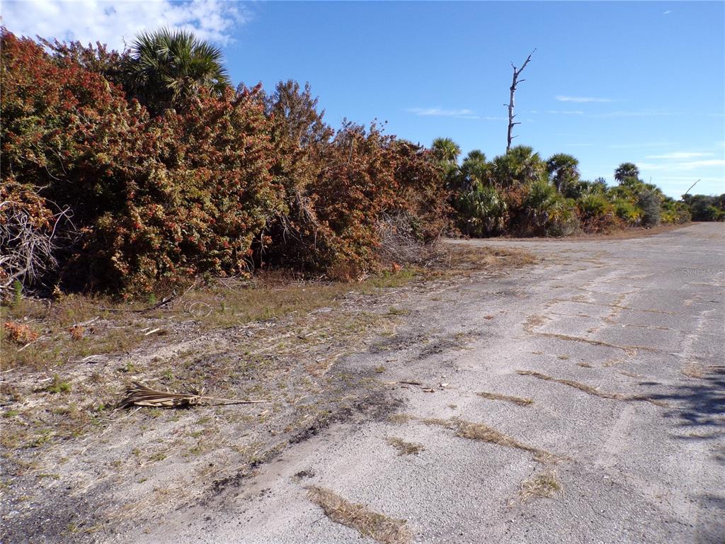 A paved road runs alongside a dense area of trees and shrubs under a blue sky — CRIMSONGLORY ROAD, NORTH PORT, FL