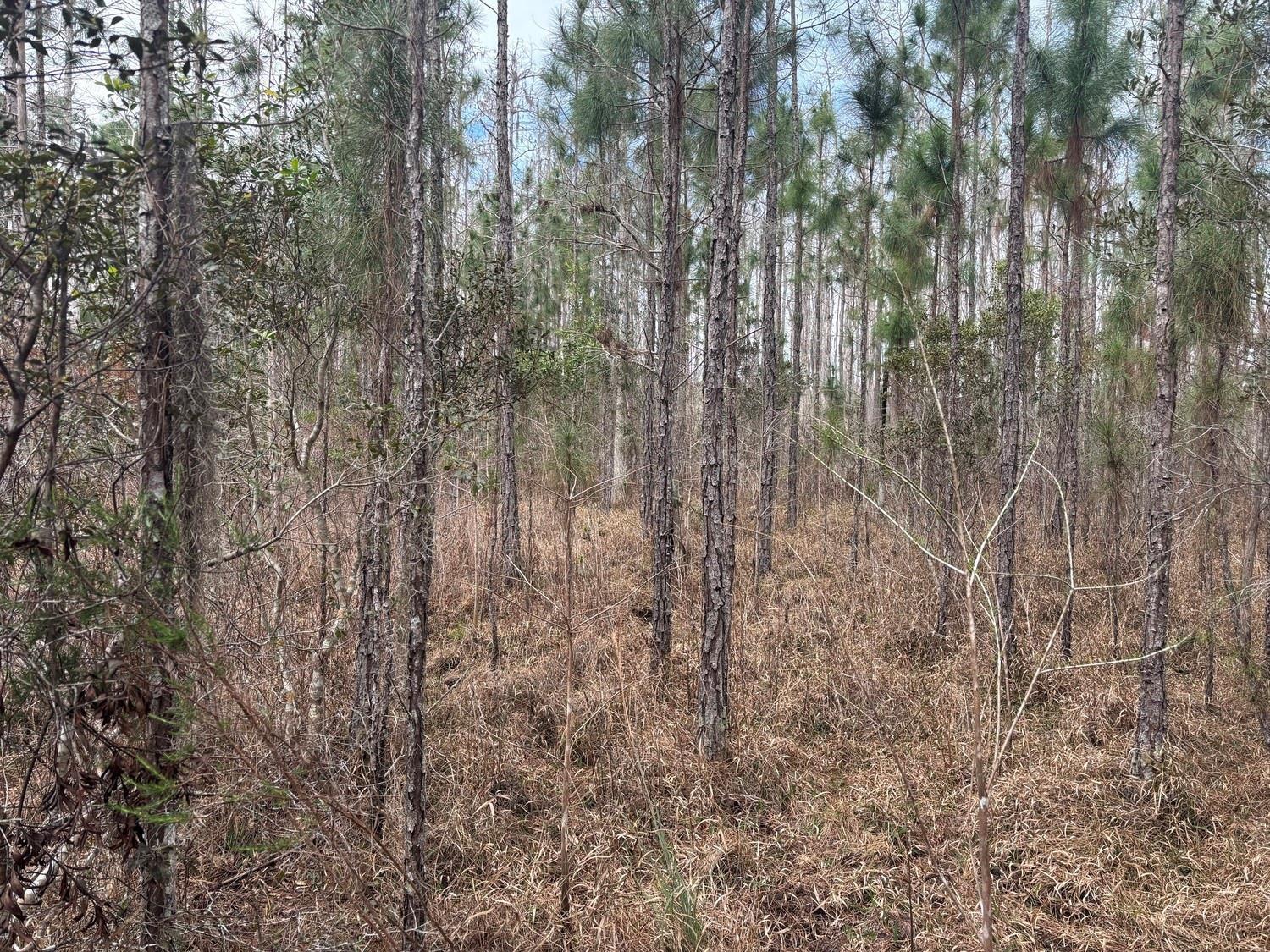 A dense forest of tall pine trees with a dry, grassy understory — 0 Old Grade Road, FL 33868, FL
