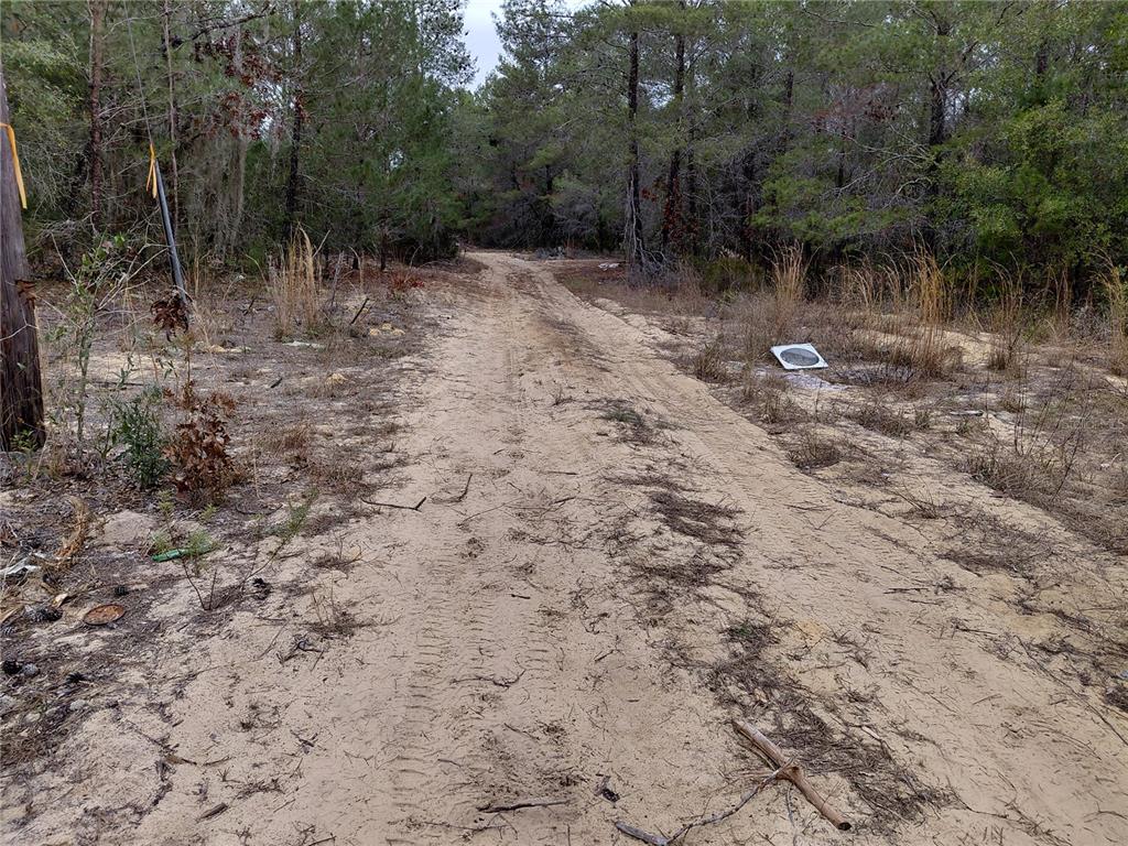 A dirt path leads through a wooded area with sandy ground and scattered vegetation — 0 OAK TERRACE, INTERLACHEN, FL