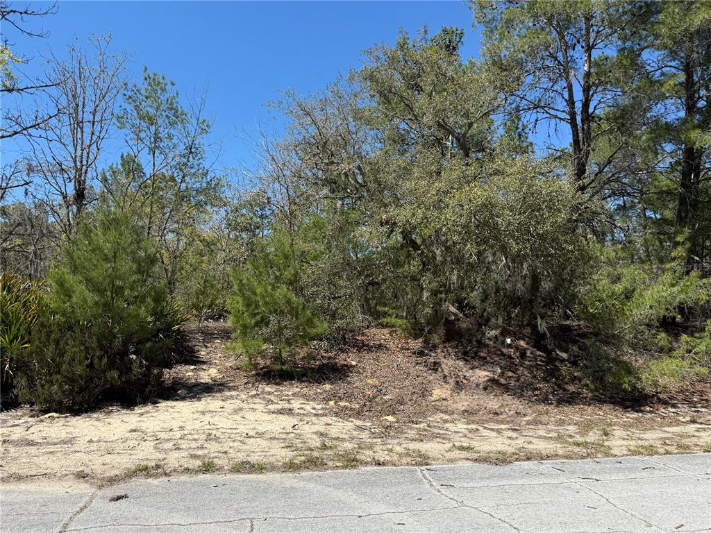 A view of a wooded, undeveloped residential lot from a paved street — 10762 N MORENO DRIVE, DUNNELLON, FL