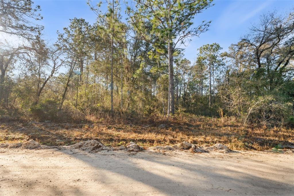A dirt road runs in front of a wooded lot with tall pine trees — 0 NE 121ST AVENUE, WILLISTON, FL