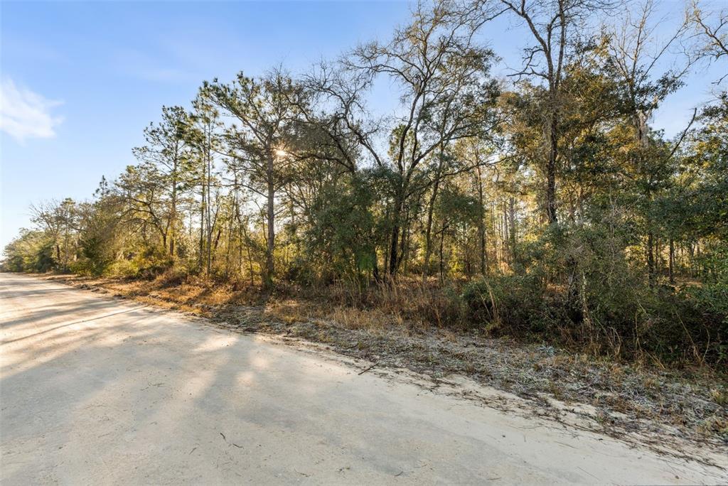 A dirt road runs alongside a wooded lot with tall trees under a blue sky — 0 NE 121ST AVENUE, WILLISTON, FL