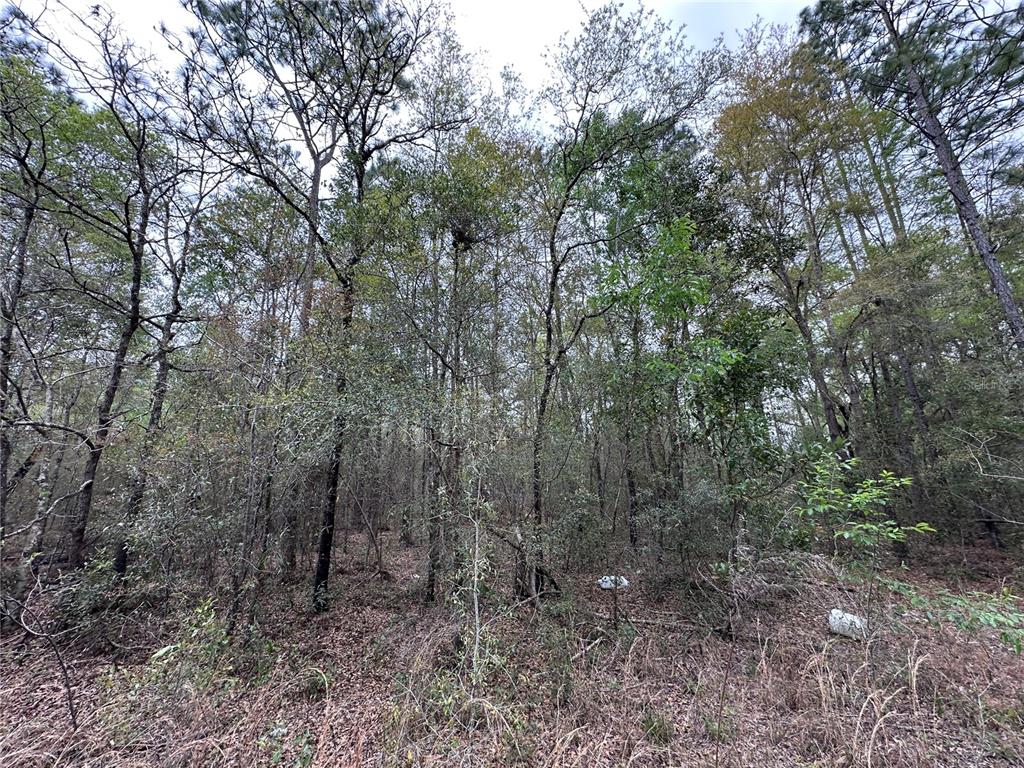 tbd NE 154TH AVENUE, WILLISTON, FL — photo 2 of 4