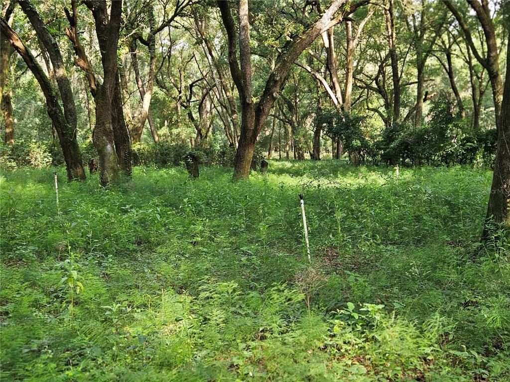 A wooded lot with tall trees and overgrown vegetation featuring several upright irrigation sprinkler heads — 610 BURNSED ROAD, PIERSON, FL