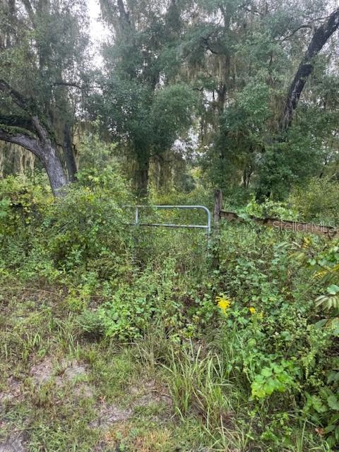 A metal gate stands amidst dense, overgrown vegetation and trees in a wooded area — 104 FLORADANDY ROAD, HAWTHORNE, FL