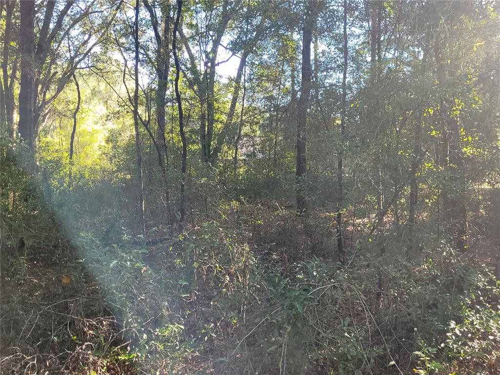 A wooded lot features dense trees and underbrush under bright, dappled sunlight — 0 SW 22ND PLACE, OCALA, FL