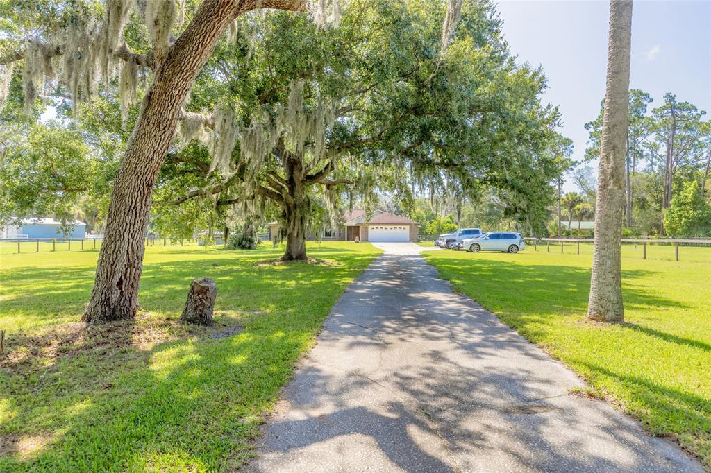 A long paved driveway leads to a single-story house shaded by large, moss-draped oak trees — 1389 WILLIAMS ROAD, NEW SMYRNA BEACH, FL