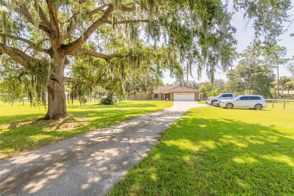 A long concrete driveway leads to a single-story house shaded by a large oak tree — 1389 WILLIAMS ROAD, NEW SMYRNA BEACH, FL