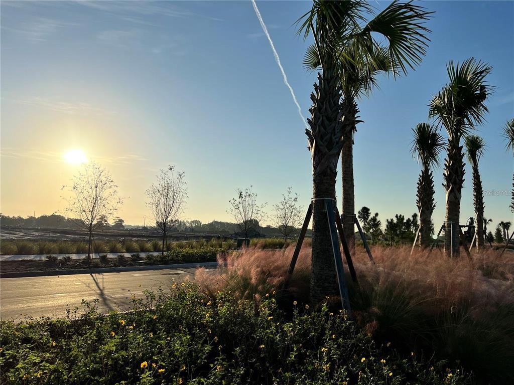 A paved road runs past a landscaped area with palm trees and pink ornamental grasses — 4961 RAIN SHADOW DRIVE, ST CLOUD, FL