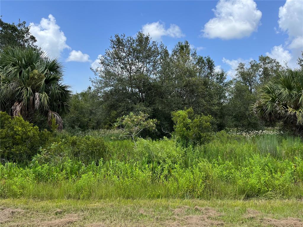 A view of a grassy field leading to a dense line of trees and palms — 17915 NW 290TH STREET, OKEECHOBEE, FL