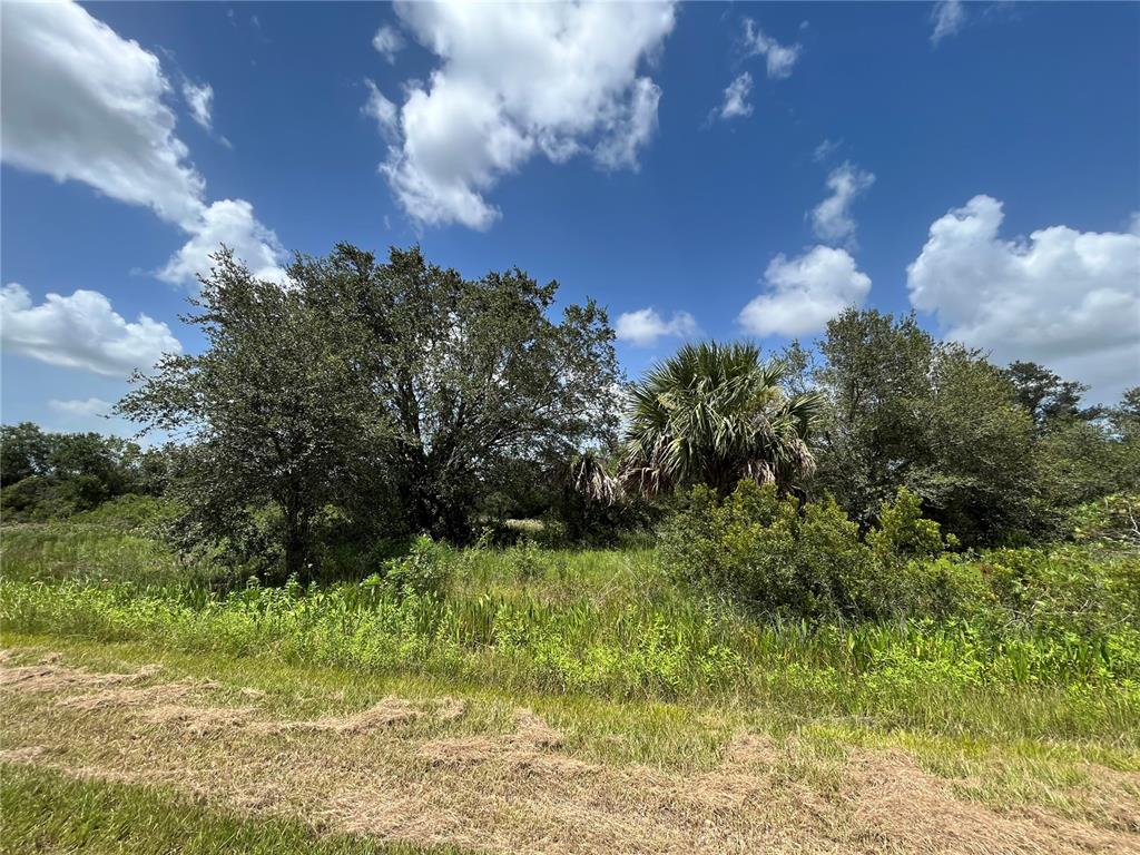 A grassy field leads to a cluster of trees and a palm tree under a sky — 17915 NW 290TH STREET, OKEECHOBEE, FL